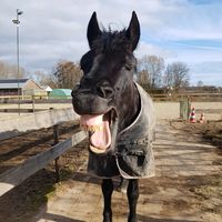 horses_groupx2