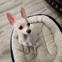 chihuahuact