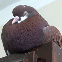 percy.the.pigeon