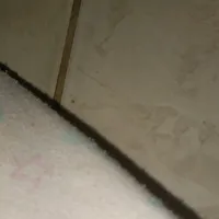 original sound - wellingtasantos77