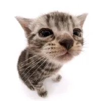 original sound - vrvevtvqxwv