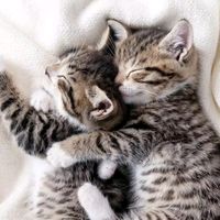 alessandracarvalh411