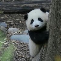 原聲