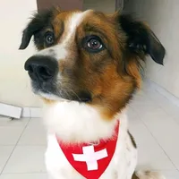 original sound - odin.507