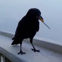 original sound - .a.crow