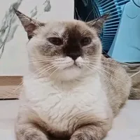 original sound - armmiimii18