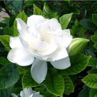 gardenia635
