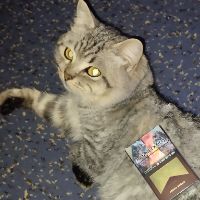 оригинальный звук - doxyy