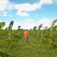 josecosmetavaresdossant0