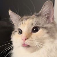 tofus_owner