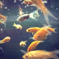 ran out x dancing queen