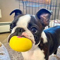 jellybeanbostonterrier