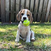 stevienicksthebeagle
