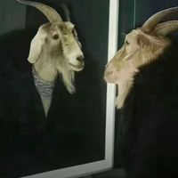 goattalk_365