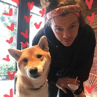 Harry Styles wet dream