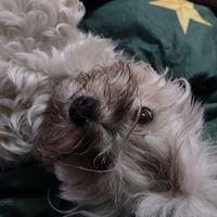 stylovepupile