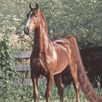 horse.editz58