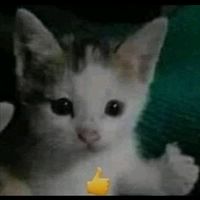 A A FOLLOW A FOLLOW YU