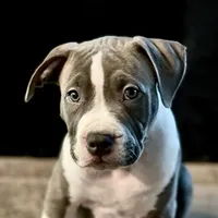 original sound - vaderpit