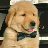 original sound - doguinho_pets