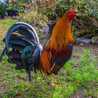 csgamefowl