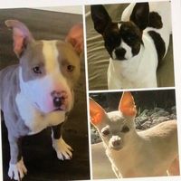 furbaby_cutes