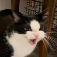 original sound - miimsyyyy