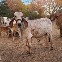 ranchoeleucalipto444