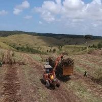 carnaviaisalagoanos.1