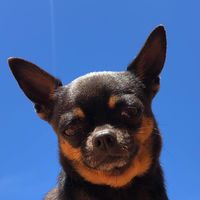 messithechihuahua