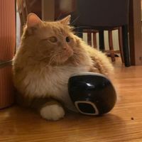 fatcat391