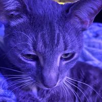 preppylicioustemurosetoy