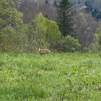 оригінальний аудіозапис