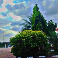 الصوت الأصلي