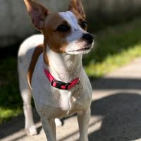 love_laperrita_qu