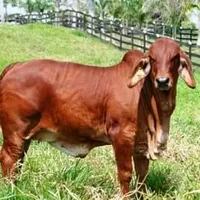 original sound - portalbovino