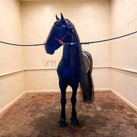 ehorsesalemx