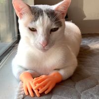 When You Are Orange and Good At Cleaning Your Toes