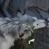 original sound - overduepaper