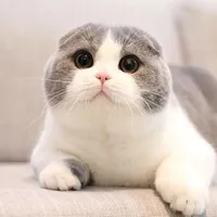 original sound - liuwu41