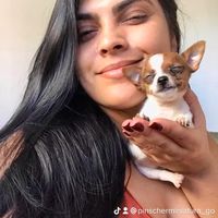 pinscherminiatura_go