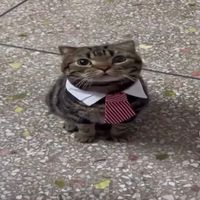 original sound - luo