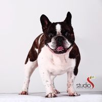 bulldog_chico