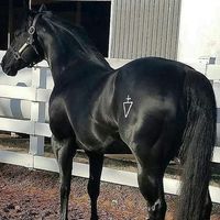 cavalos.editsx
