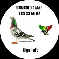 original sound - tigaloft2