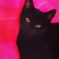 original sound - jujuhollins