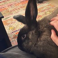 theresalistofficial1