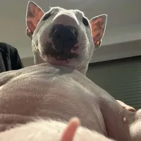 original sound - jojo_clips4u