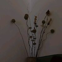 suara asli - autumnblooms