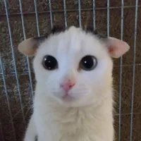 original sound - mewooi